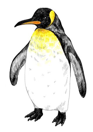 King Penguin. The adult. Pen sketch isolated on a white background.の写真素材