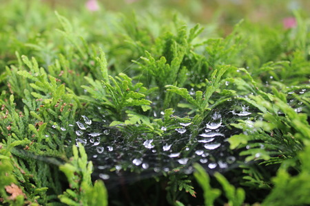 Drops in the parkの写真素材