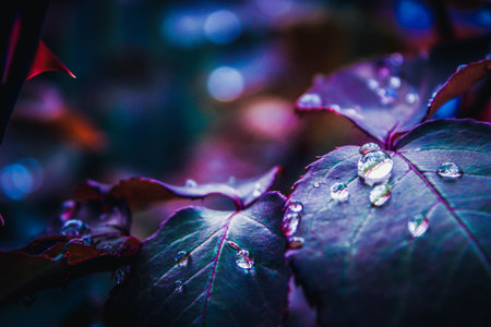 after the rain