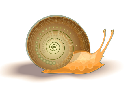 illustration of brown helixのイラスト素材