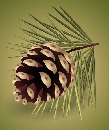 illustration of brown pine-coneのイラスト素材