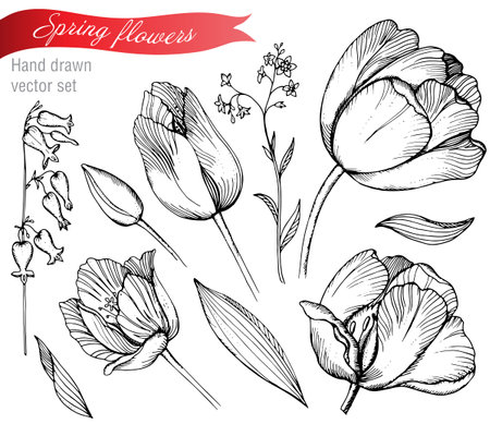 Vector set of graphic spring flowers (tulips, forget-me-not). Elements for design.のイラスト素材