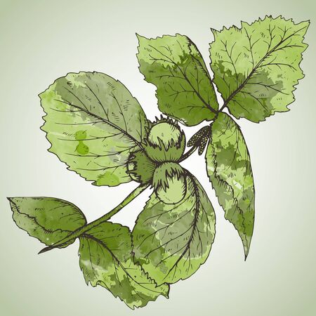HAnd drawn vector illustration of hazelnut branch and leaves with watercolor texture.のイラスト素材