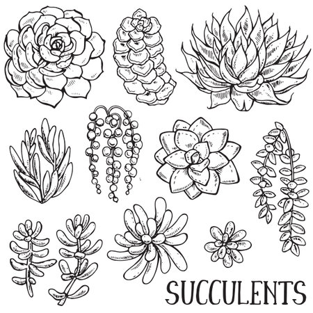 Vector collection of hand drawn succulent plants isolate on white backgroundのイラスト素材