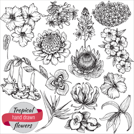 A vector collection of hand drawn tropical flowers, palm leaves, jungle plants. Black and white exotic floral illustration. Isolated objectsのイラスト素材