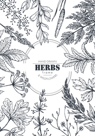 A Vector frame with herb and wildflower elements.のイラスト素材