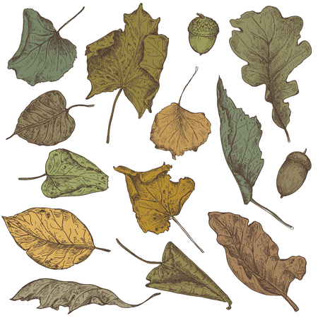 Vector collection of hand drawn dry autumn leaves. Isolated sketch colorful objects, beautiful fall drawing elements.のイラスト素材