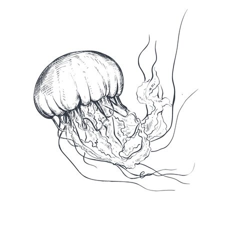 Vector hand drawn jellyfish in sketch style isolated on white.のイラスト素材