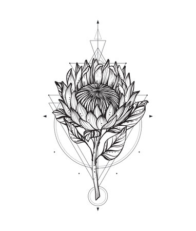 Vector illustration of black and white protea flower, sacral geometric simbols isolated on white background.のイラスト素材