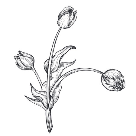 Beautiful hand drawn vector composition with tulip flowersのイラスト素材