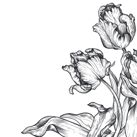 Beautiful hand drawn vector corner composition with black and white tulipsのイラスト素材