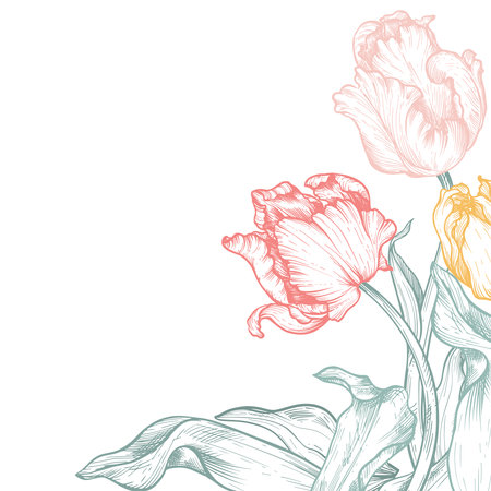 Beautiful hand drawn vector corner composition with tulip flowersのイラスト素材