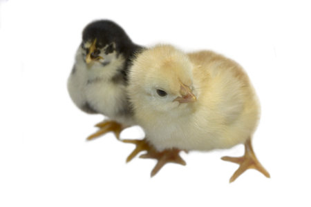 Chicken on white background