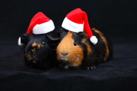 Portrait of a couple of guinea pigs in Christmas hats on a black background.の写真素材