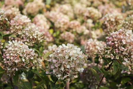 Hydrangea paniculata on a gray background
