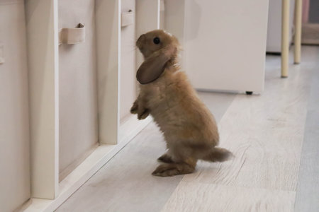 The rabbit is looking for his sweets, runs around the houseの写真素材