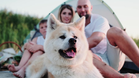 Cute Akita Inu sitting outdoors near family on the beach