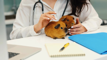 Young woman working at home during quarantine. Close up of two brown guinea pigs on white table. Female veterinarian pet them with hands. Online consulting.の写真素材