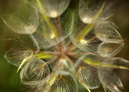 Photo single very big dandelion