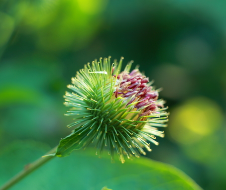 Photo of a lonely flower on a green background burdockの写真素材