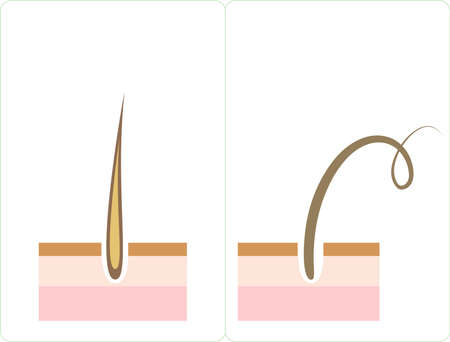 Vector image of hairのイラスト素材