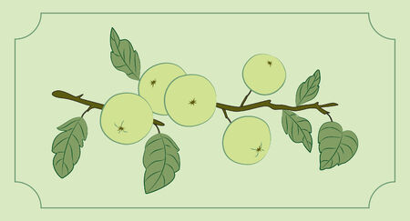 Vector illustration of apple branchのイラスト素材