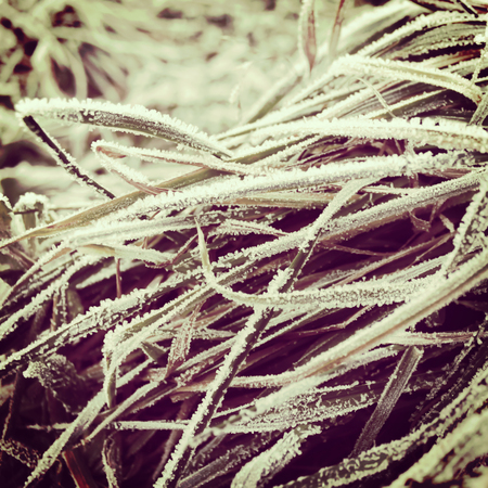 Frosty winter grass background. Dry grass covered with ice crystals, digitally altered photo with vignette.の写真素材