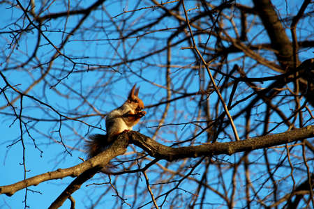 A squirrel sits on a branch of an autumn tree and gnaws a nutの写真素材