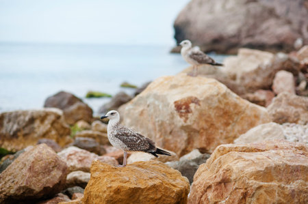 Beautiful seascape. Sea and rock. Nature compositionの写真素材