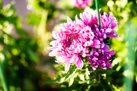 Chrysanthemum large pink flowers. ardening and floriculture concept. grade Milkaの写真素材