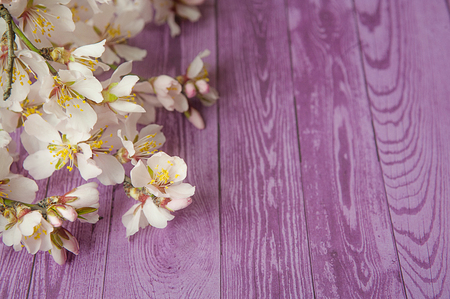 fruit tree flowers on lilac wooden background.の写真素材