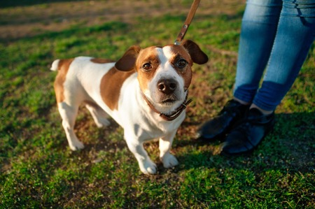 The dog Jack Russell terrier on a leash at the feet of the mistress looks up on the green grassの写真素材