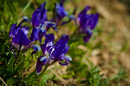 Beautiful wild spring flower, Irisesの写真素材