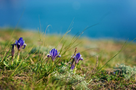 first spring flowers in the mountains - tender purple wild irises. Natural spring background.の写真素材
