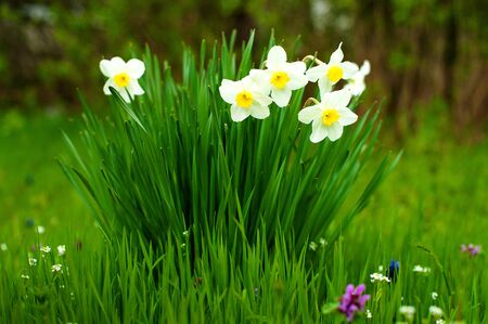 White daffodils blossom in the garden on a background of green grassの写真素材