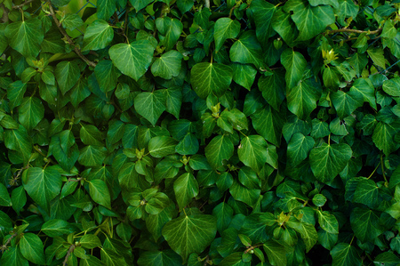 Dark green foliage of a healthy plant with serrated leaves glistening. Low key, horizontal background or banner.の写真素材