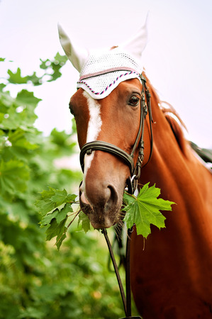 chestnut horse outdoorsの写真素材
