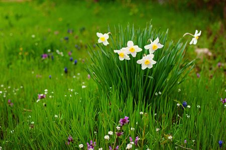 yellow daffodil blooms in spring. Glade of yellow daffodils flower bed springの写真素材