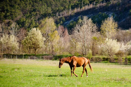 Horse grazing on the meadow at sunrise. Horse is walking and eating green grass in the field. Close up. Beautiful backgroundの写真素材