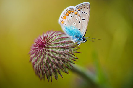 Closeup butterfly on flowerの写真素材