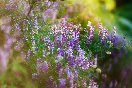 purple background with small flowers In the evening lightの写真素材
