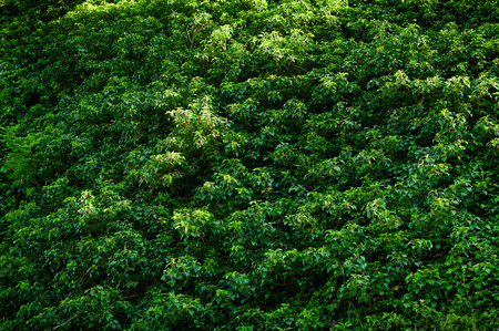 Green tree wall for closeup textured background patternの写真素材