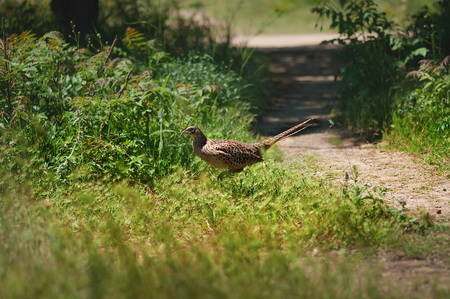 Ringneck Pheasant Phasianus colchicus , Rufous-throated Partridge, femaleの写真素材