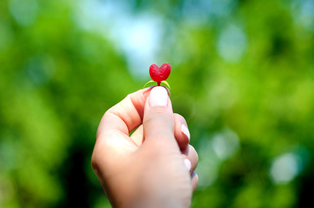 Honeysuckle berry in a shape of heartの写真素材