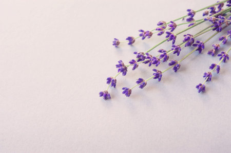Lavender flowers for your post card. Beautiful spring lavender flower background. Lavender color. Bunch of lavender flowers. Lavender herb for perfume cosmetics. Natural lavender. Lavender.の写真素材