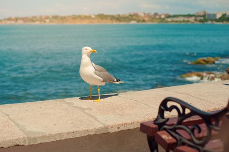 Sea gull standing on his feet on the beach at sunset. Close up view of white birds seagulls walking by the beach against natural blue water background. Concept tourism, leisure at sea, summer timeの写真素材