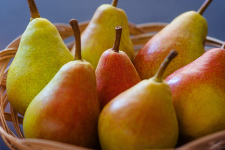Autumn nature concept. Fall pears on wood. Thanksgiving dinnerの写真素材
