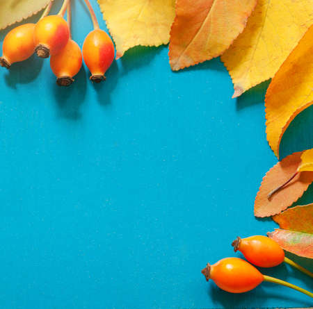 autumn background. yellow leaves and orange berries. squareの写真素材
