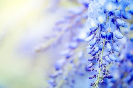 Blossom - lilac flower, floral background. Pink flowers in soft style for backgroundの写真素材