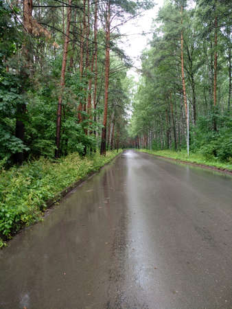 Wet road in a summer park after rain. Tall green trees.のeditorial素材